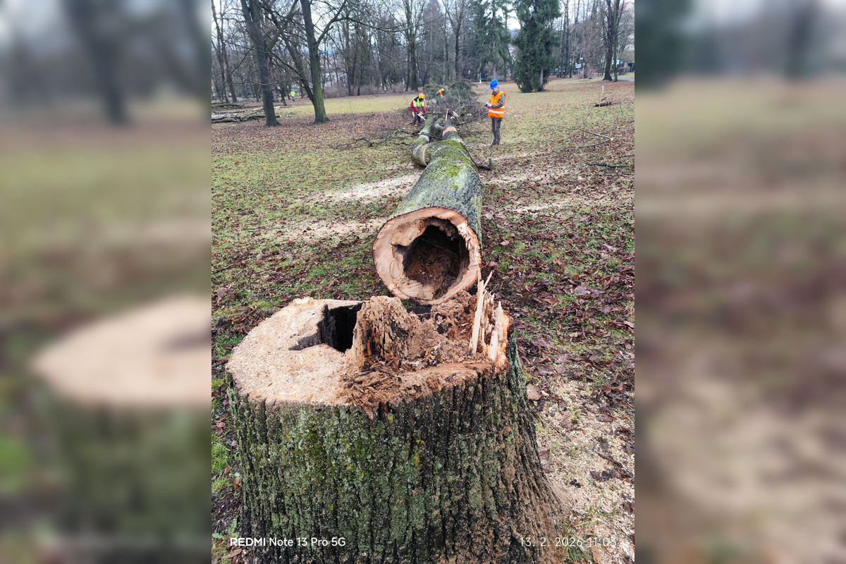 FOTO: Na výrub v Mestskom parku v Bystrici sa valí vlna kritiky, primátor reaguje, foto 4