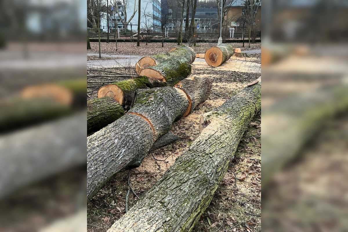 FOTO: Na výrub v Mestskom parku v Bystrici sa valí vlna kritiky, primátor reaguje, foto 5