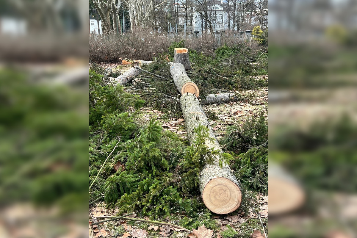 FOTO: Na výrub v Mestskom parku v Bystrici sa valí vlna kritiky, primátor reaguje, foto 6
