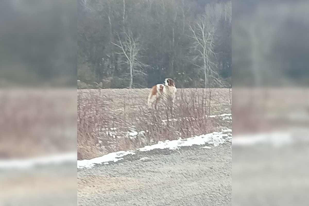 FOTO: Labka pomoci rieši odchyt bernardína, foto 1