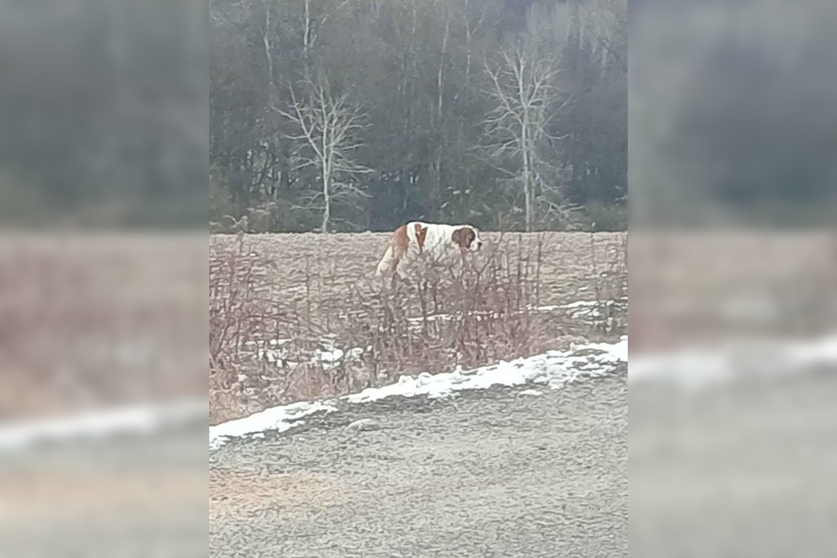 FOTO: Labka pomoci rieši odchyt bernardína, foto 2