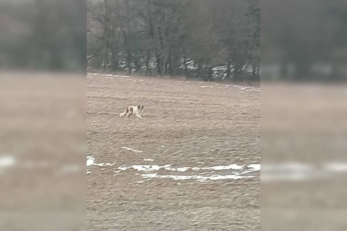 FOTO: Labka pomoci rieši odchyt bernardína, foto 3