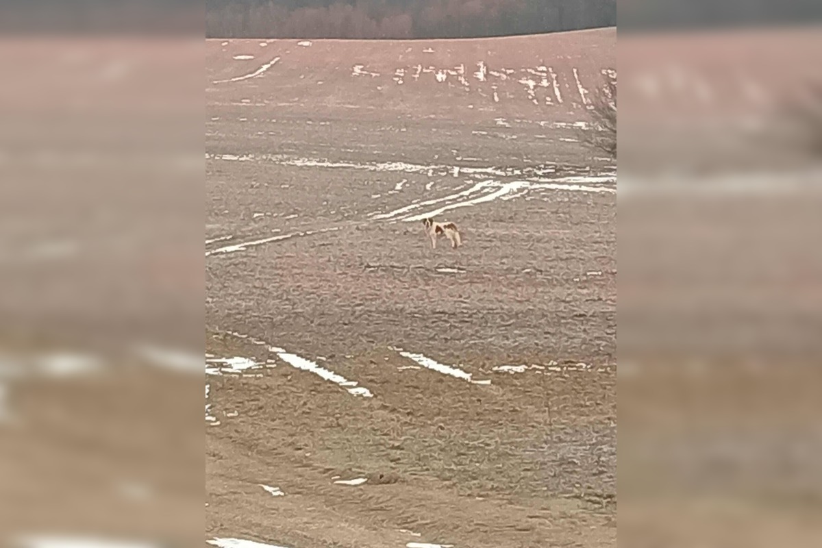 FOTO: Labka pomoci rieši odchyt bernardína, foto 4