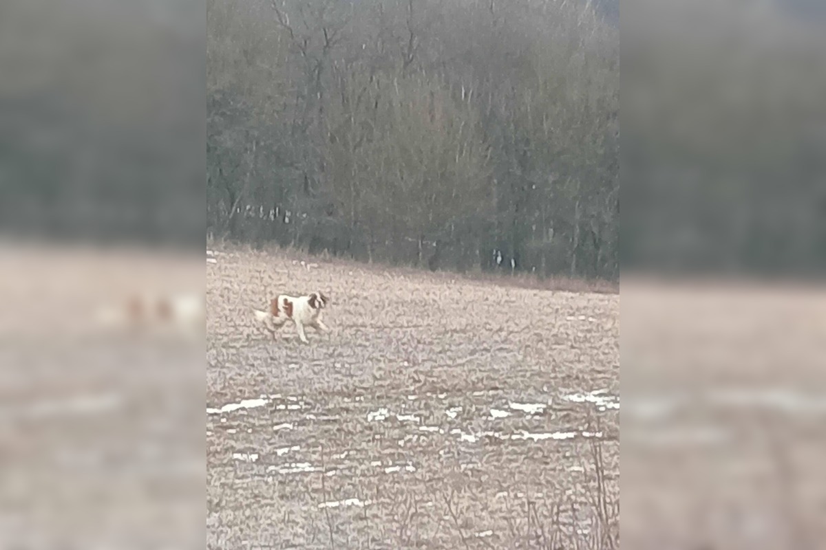 FOTO: Labka pomoci rieši odchyt bernardína, foto 5