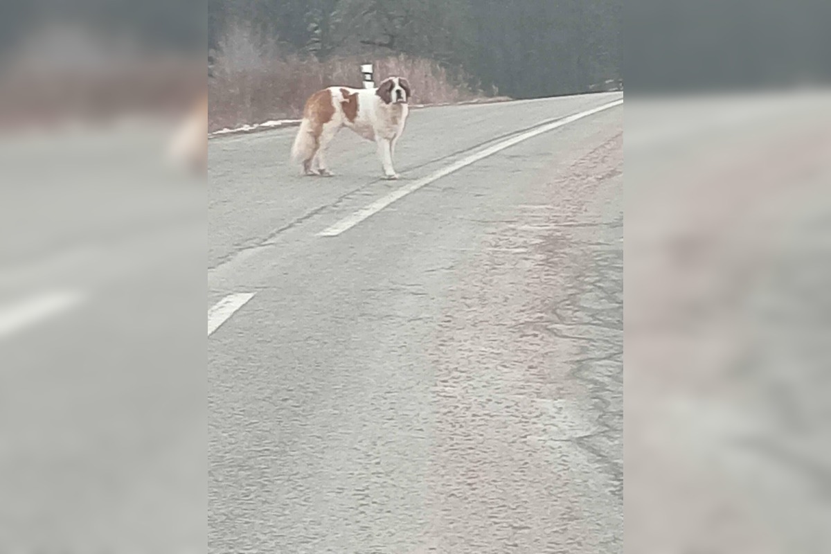 FOTO: Labka pomoci rieši odchyt bernardína, foto 6