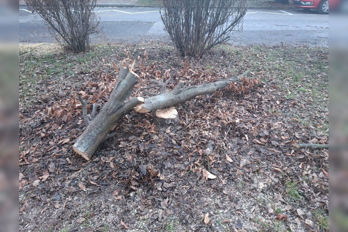 FOTO: Spomienky na vypílené stromy v Podlaviciach, foto 2