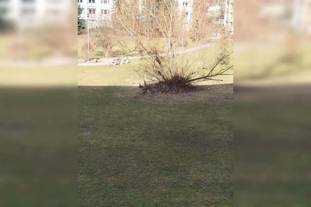 FOTO: Spomienky na vypílené stromy v Podlaviciach, foto 3