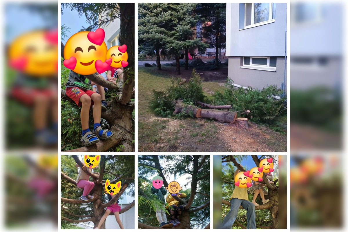 FOTO: Spomienky na vypílené stromy v Podlaviciach, foto 5