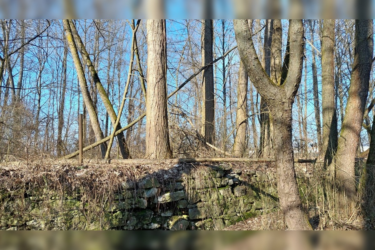 FOTO: Pri rybníku na Uhlisku pribúdajú popadané stromy, foto 1