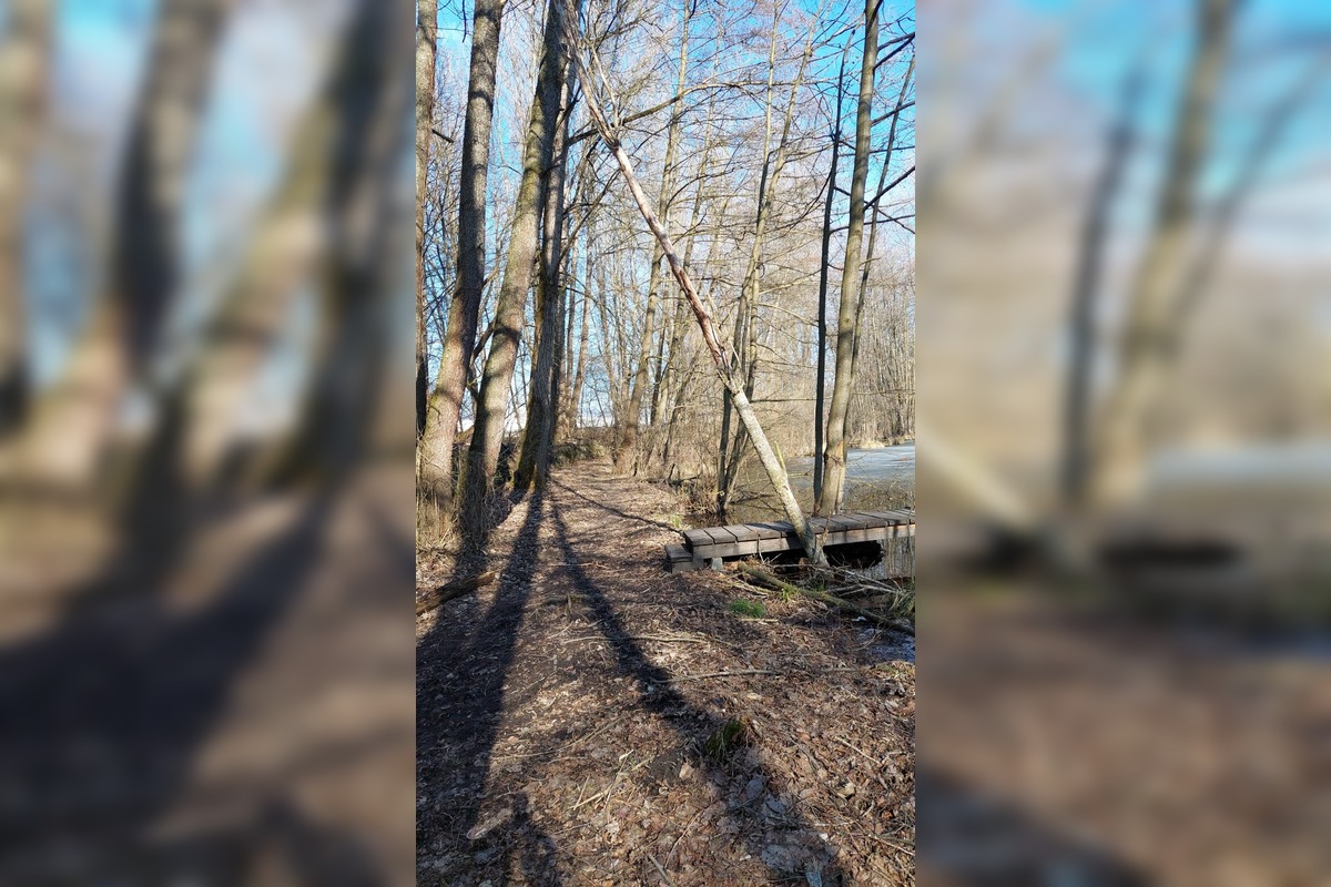 FOTO: Pri rybníku na Uhlisku pribúdajú popadané stromy, foto 2