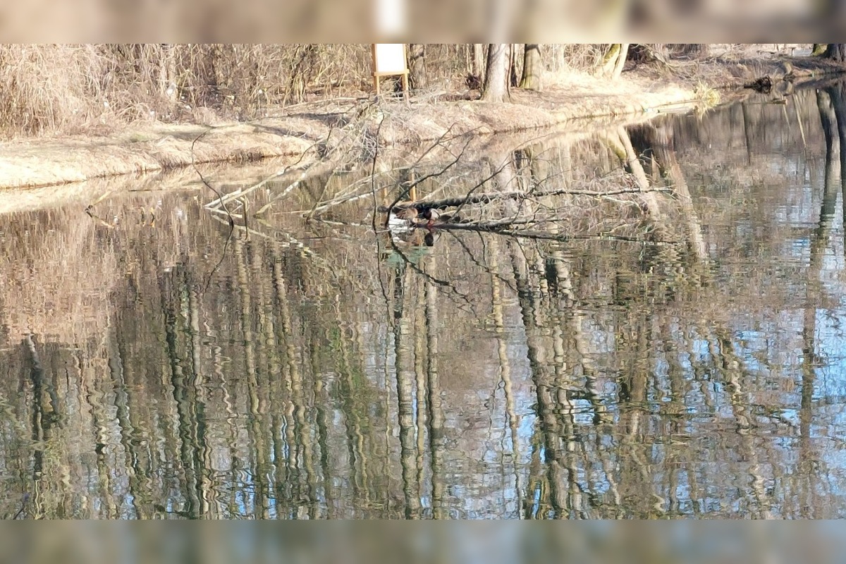 FOTO: Pri rybníku na Uhlisku pribúdajú popadané stromy, foto 4