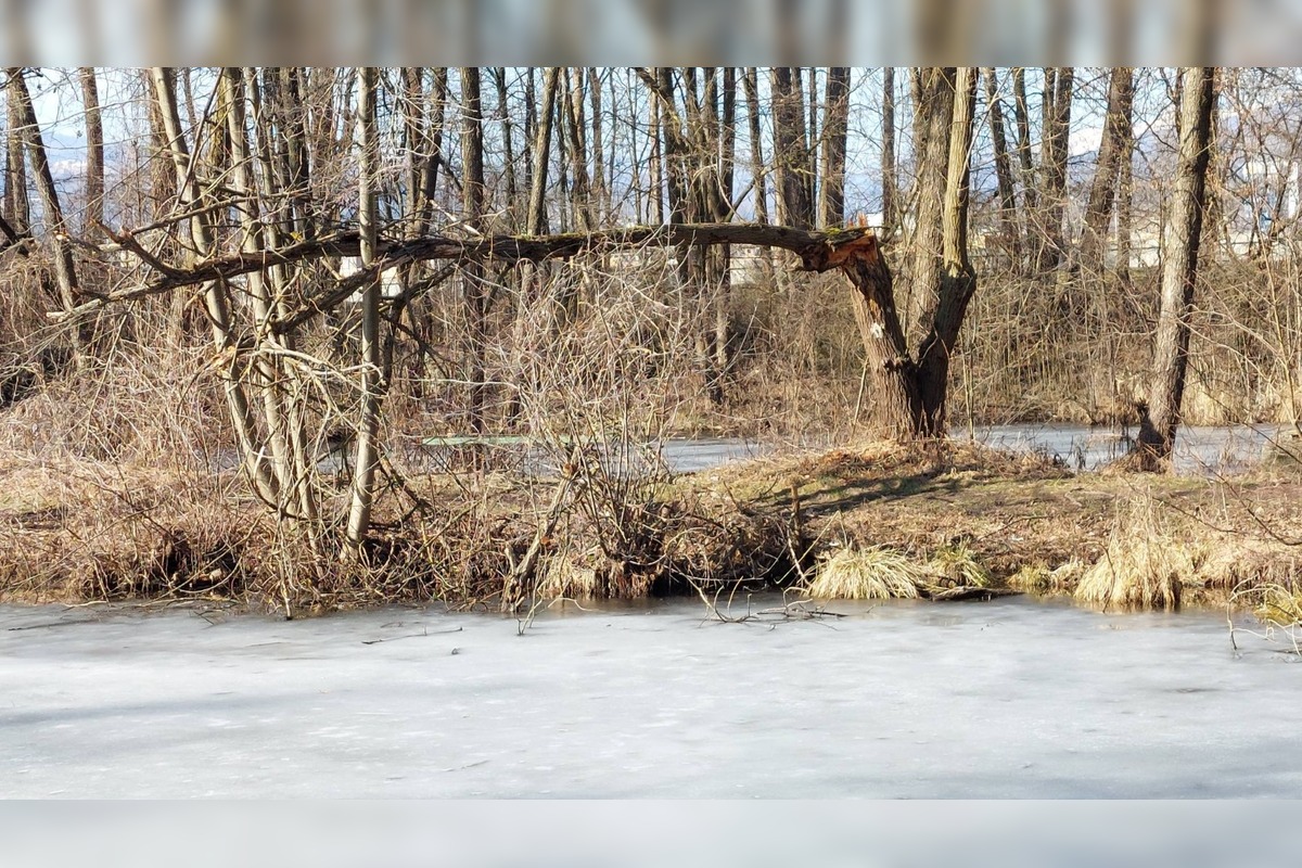 FOTO: Pri rybníku na Uhlisku pribúdajú popadané stromy, foto 5