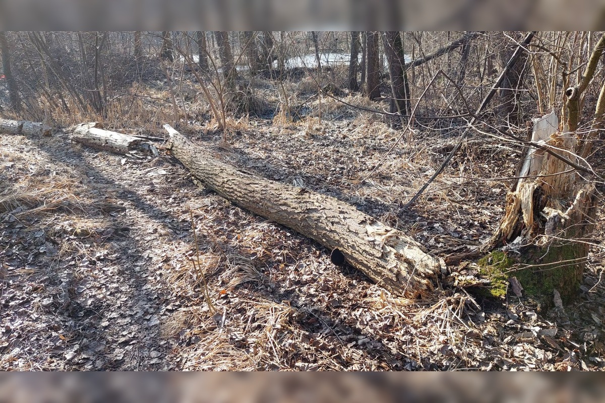 FOTO: Pri rybníku na Uhlisku pribúdajú popadané stromy, foto 7