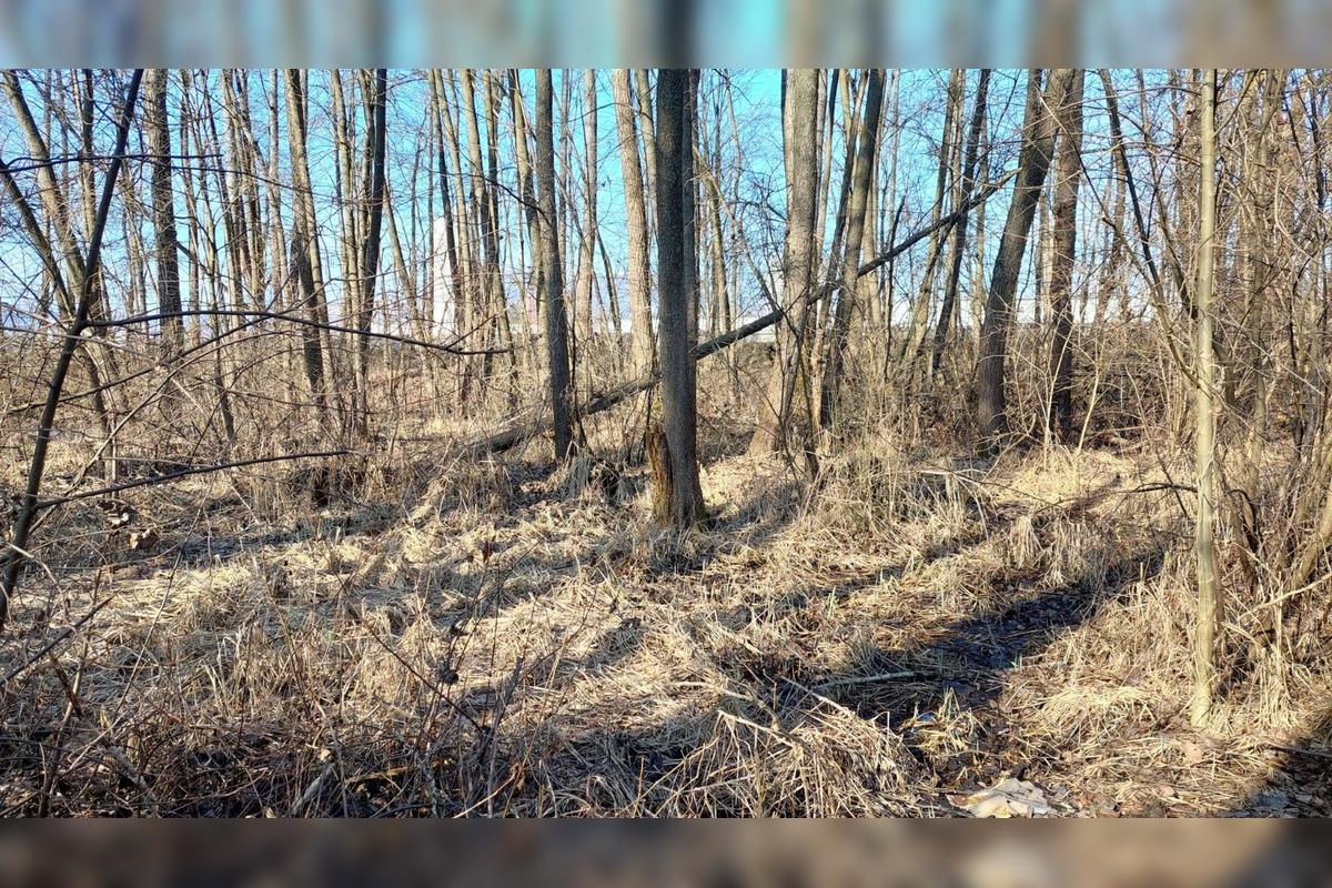 FOTO: Pri rybníku na Uhlisku pribúdajú popadané stromy, foto 8