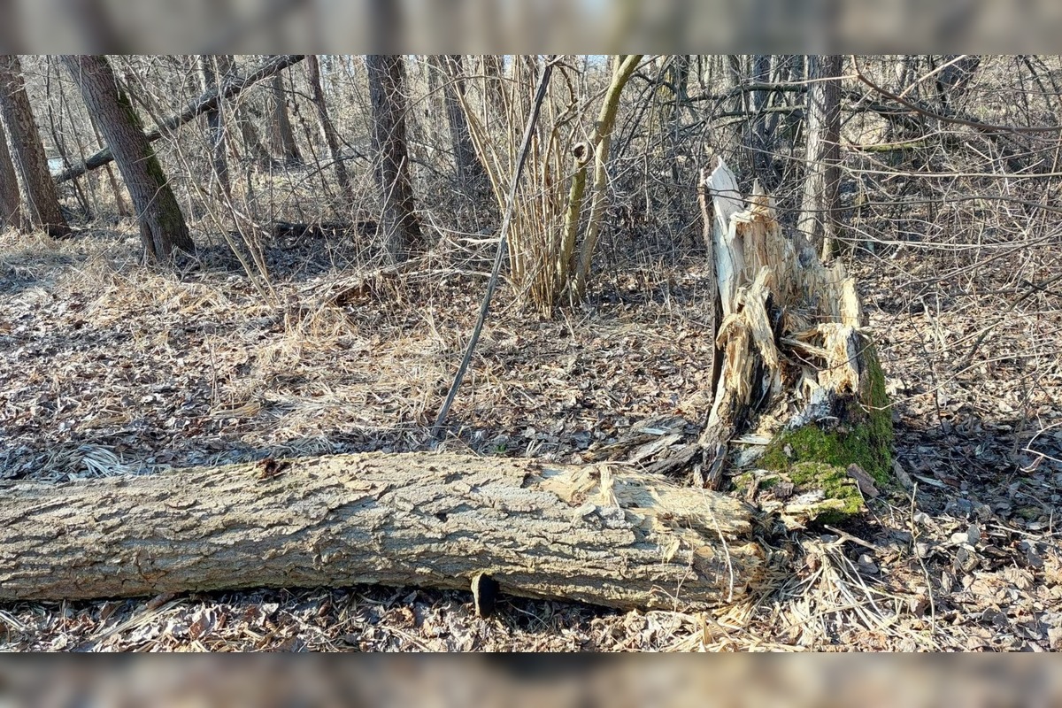 FOTO: Pri rybníku na Uhlisku pribúdajú popadané stromy, foto 9