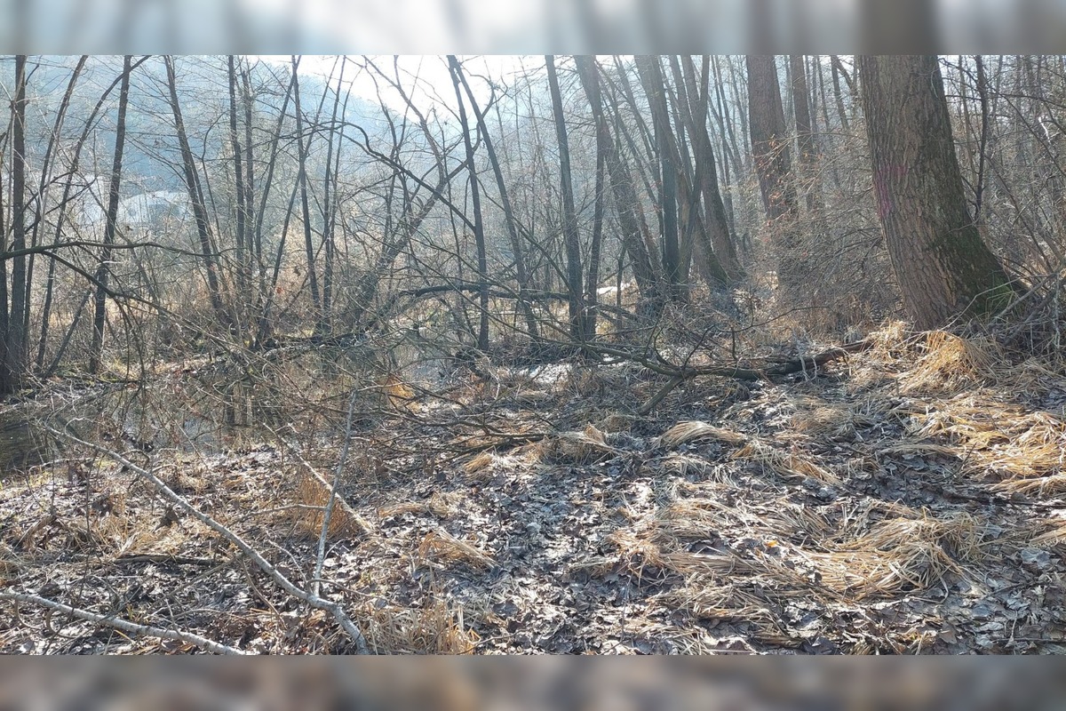 FOTO: Pri rybníku na Uhlisku pribúdajú popadané stromy, foto 10