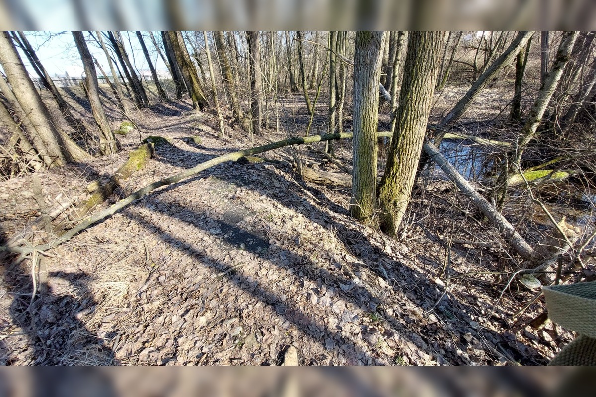 FOTO: Pri rybníku na Uhlisku pribúdajú popadané stromy, foto 11