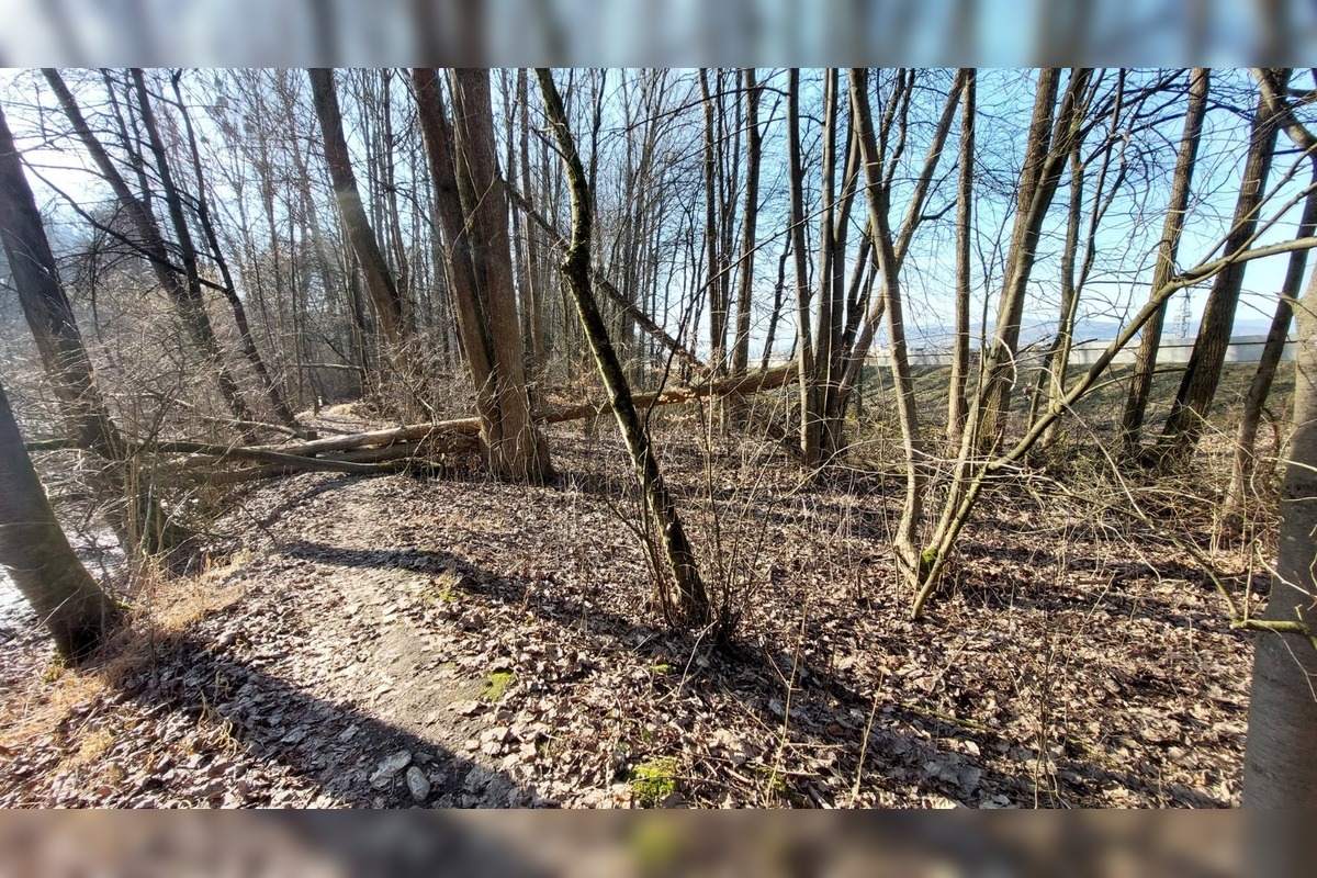 FOTO: Pri rybníku na Uhlisku pribúdajú popadané stromy, foto 12