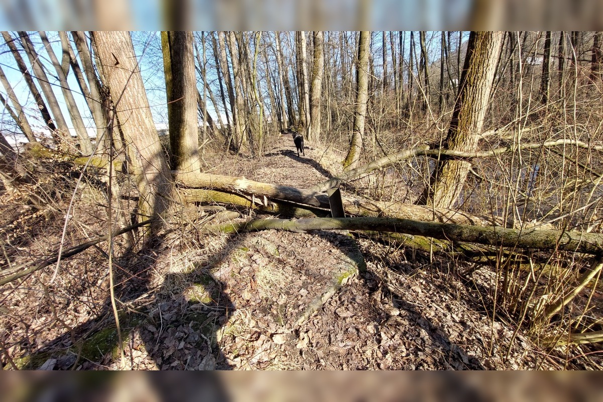 FOTO: Pri rybníku na Uhlisku pribúdajú popadané stromy, foto 13