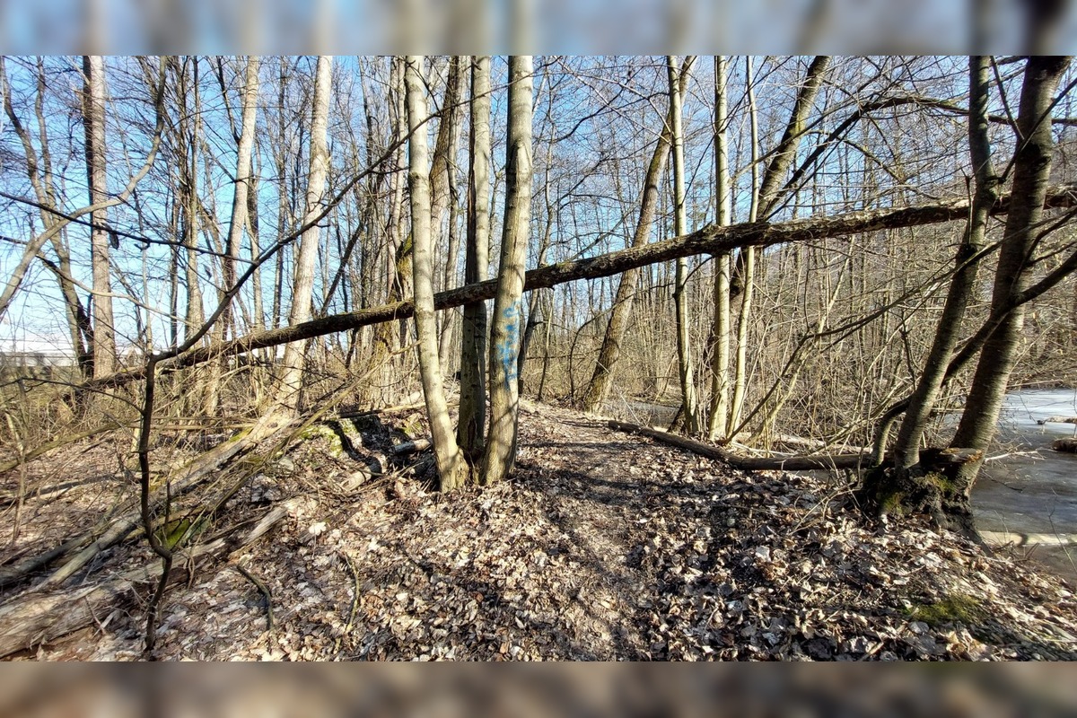 FOTO: Pri rybníku na Uhlisku pribúdajú popadané stromy, foto 14