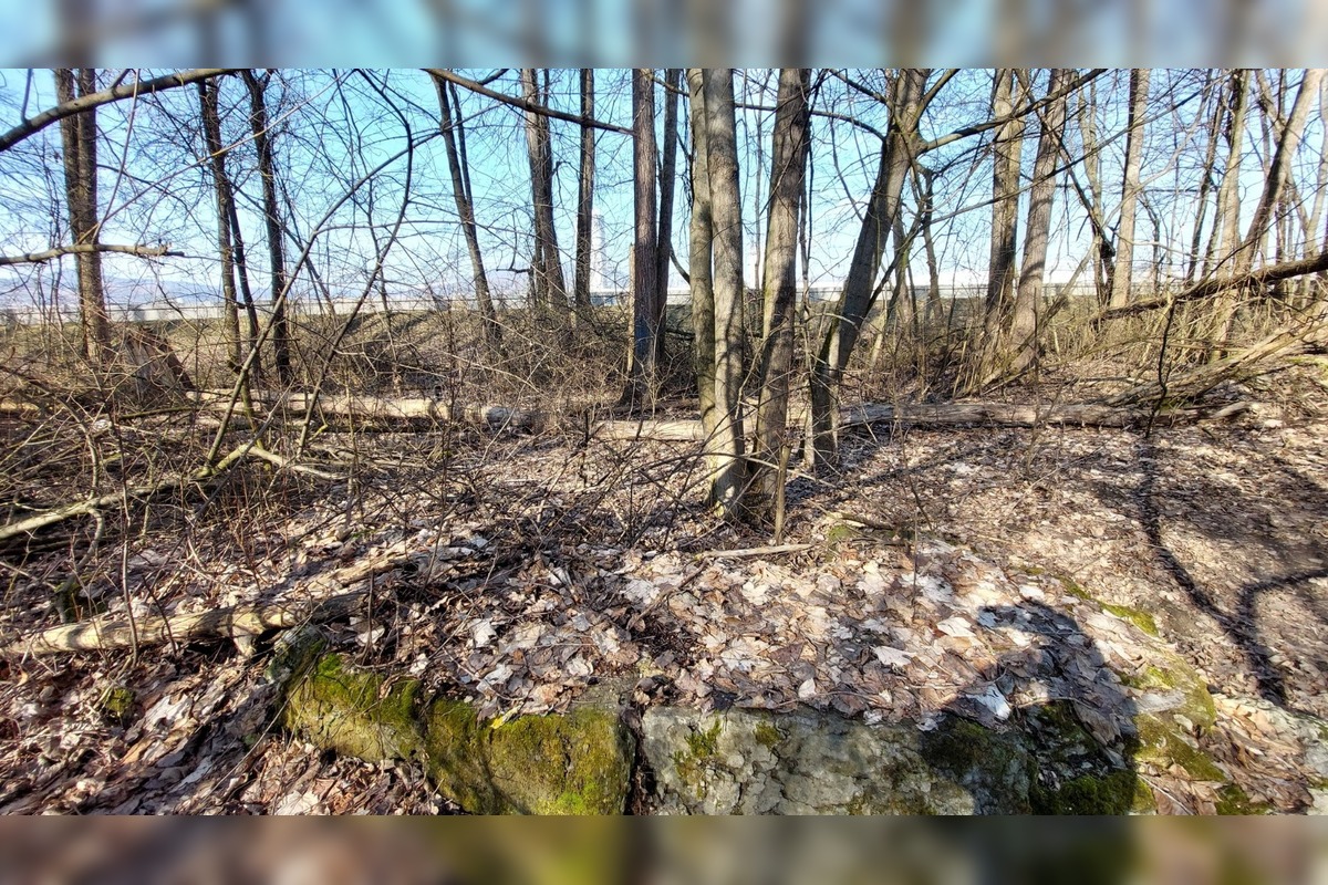 FOTO: Pri rybníku na Uhlisku pribúdajú popadané stromy, foto 15