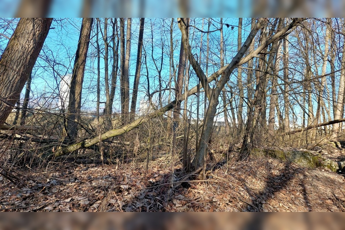 FOTO: Pri rybníku na Uhlisku pribúdajú popadané stromy, foto 16