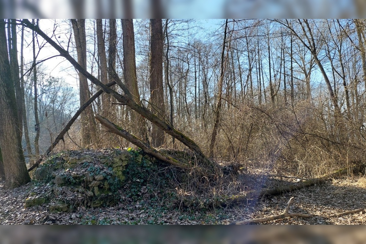 FOTO: Pri rybníku na Uhlisku pribúdajú popadané stromy, foto 17