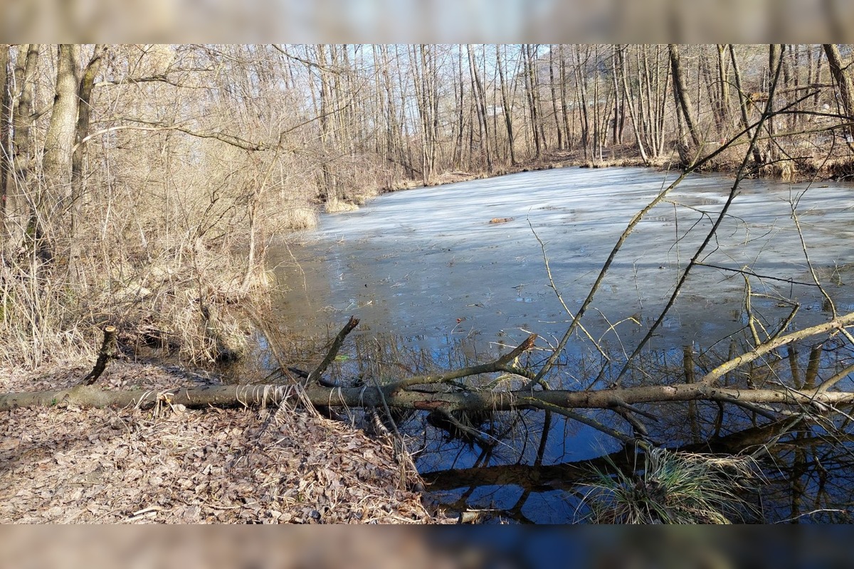 FOTO: Pri rybníku na Uhlisku pribúdajú popadané stromy, foto 18