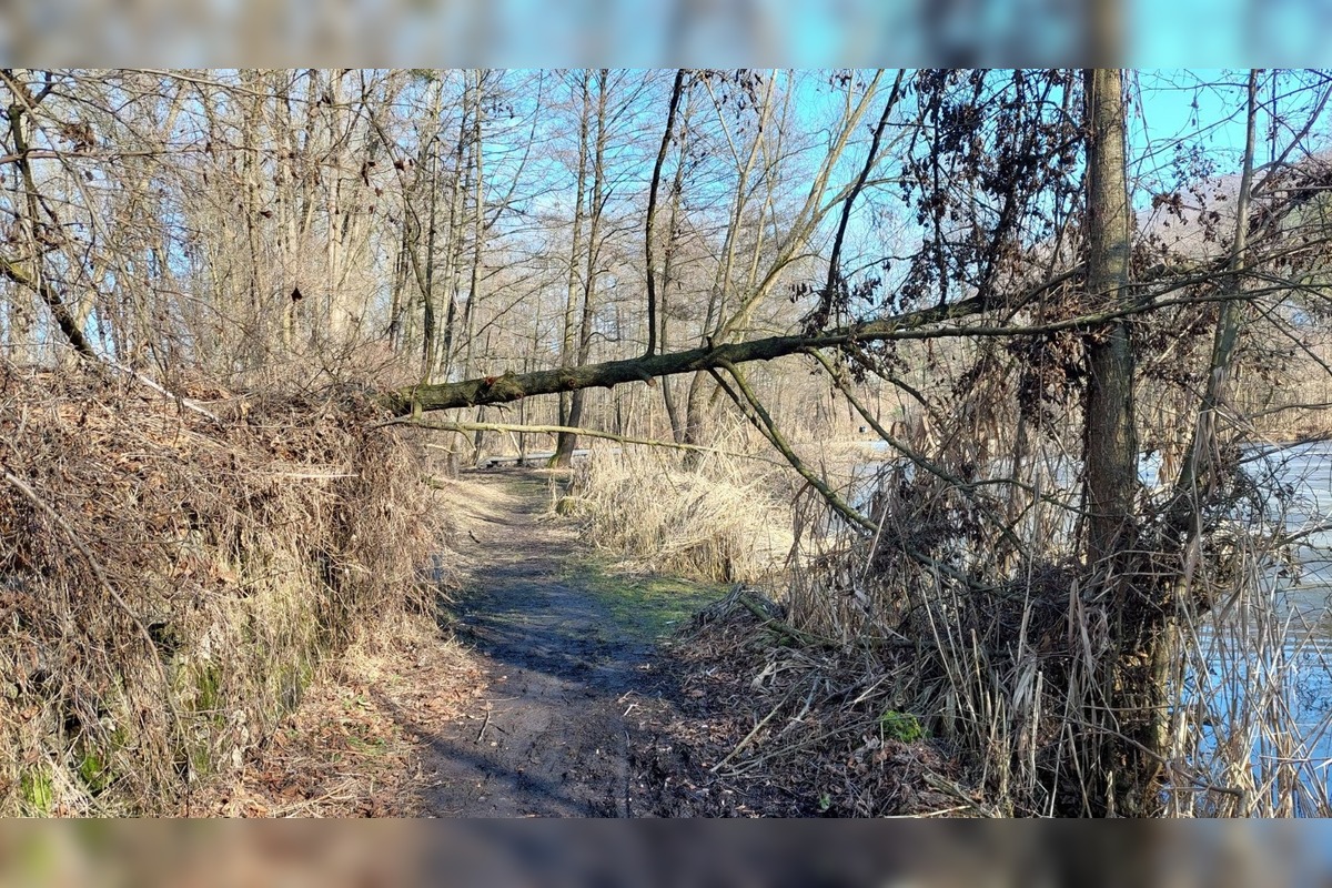 FOTO: Pri rybníku na Uhlisku pribúdajú popadané stromy, foto 21