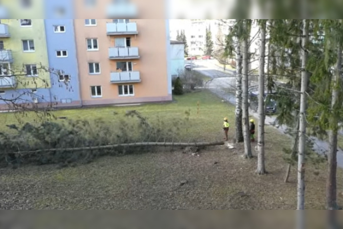 FOTO: V Bystrici padli ďalšie stromy, mesto má na tento výrub vysvetlenie, foto 1