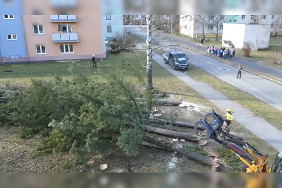 FOTO: V Bystrici padli ďalšie stromy, mesto má na tento výrub vysvetlenie, foto 2