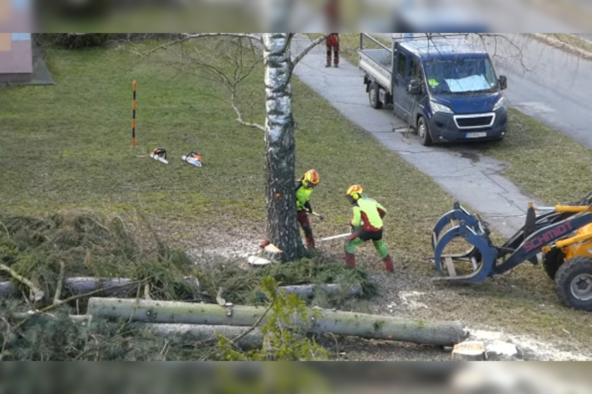 FOTO: V Bystrici padli ďalšie stromy, mesto má na tento výrub vysvetlenie, foto 3