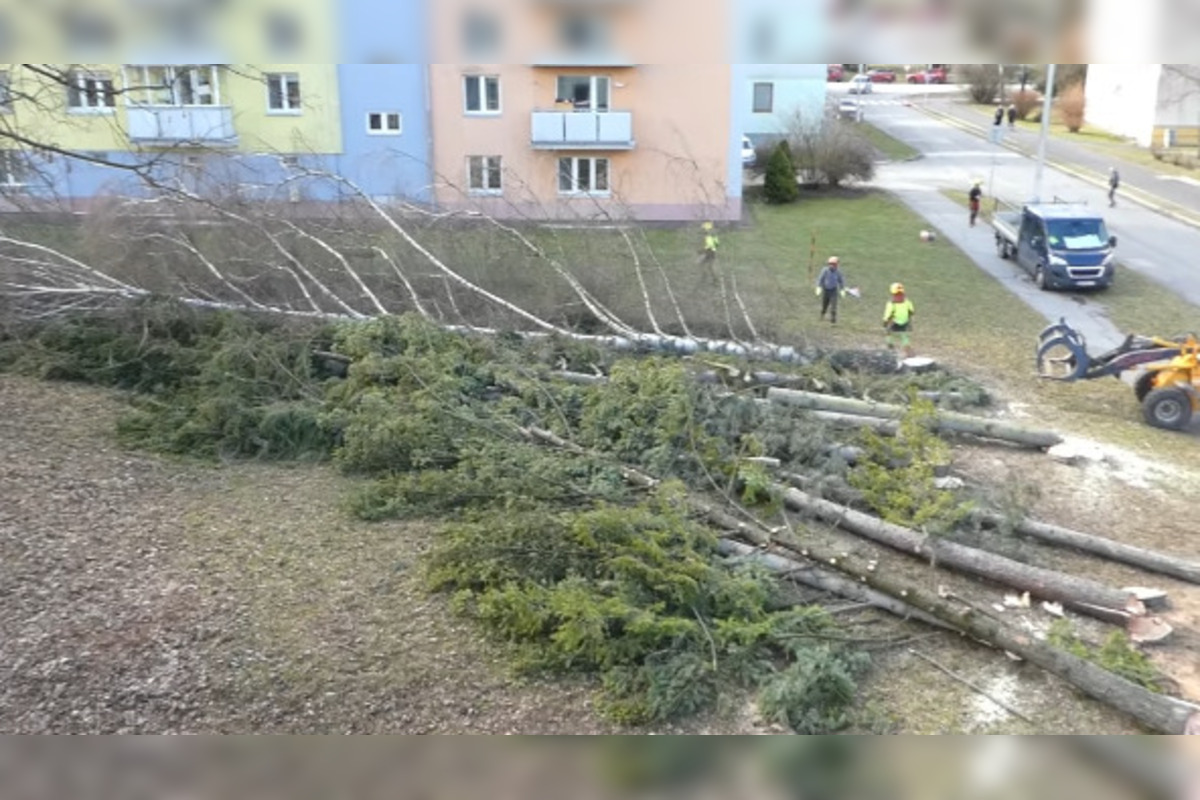 FOTO: V Bystrici padli ďalšie stromy, mesto má na tento výrub vysvetlenie, foto 4