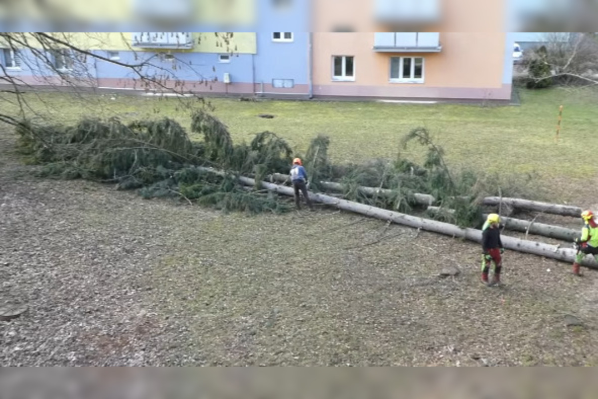 FOTO: V Bystrici padli ďalšie stromy, mesto má na tento výrub vysvetlenie, foto 5