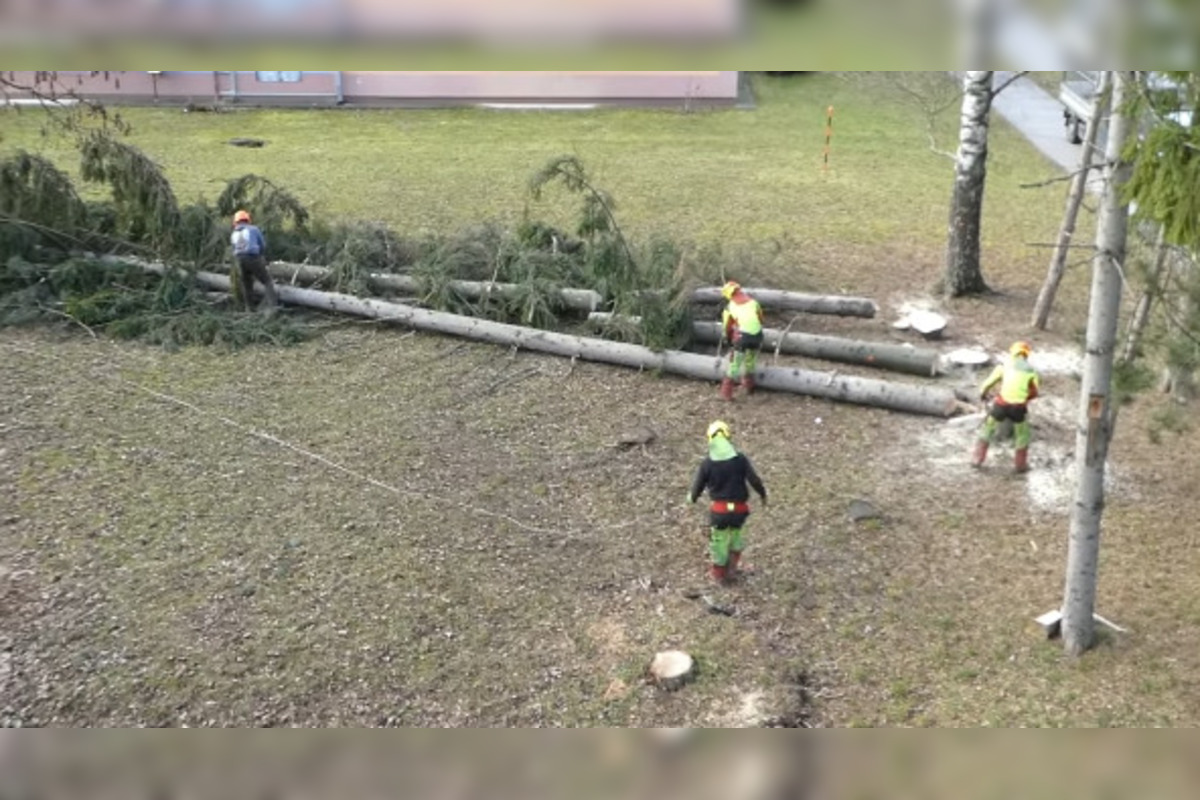 FOTO: V Bystrici padli ďalšie stromy, mesto má na tento výrub vysvetlenie, foto 6