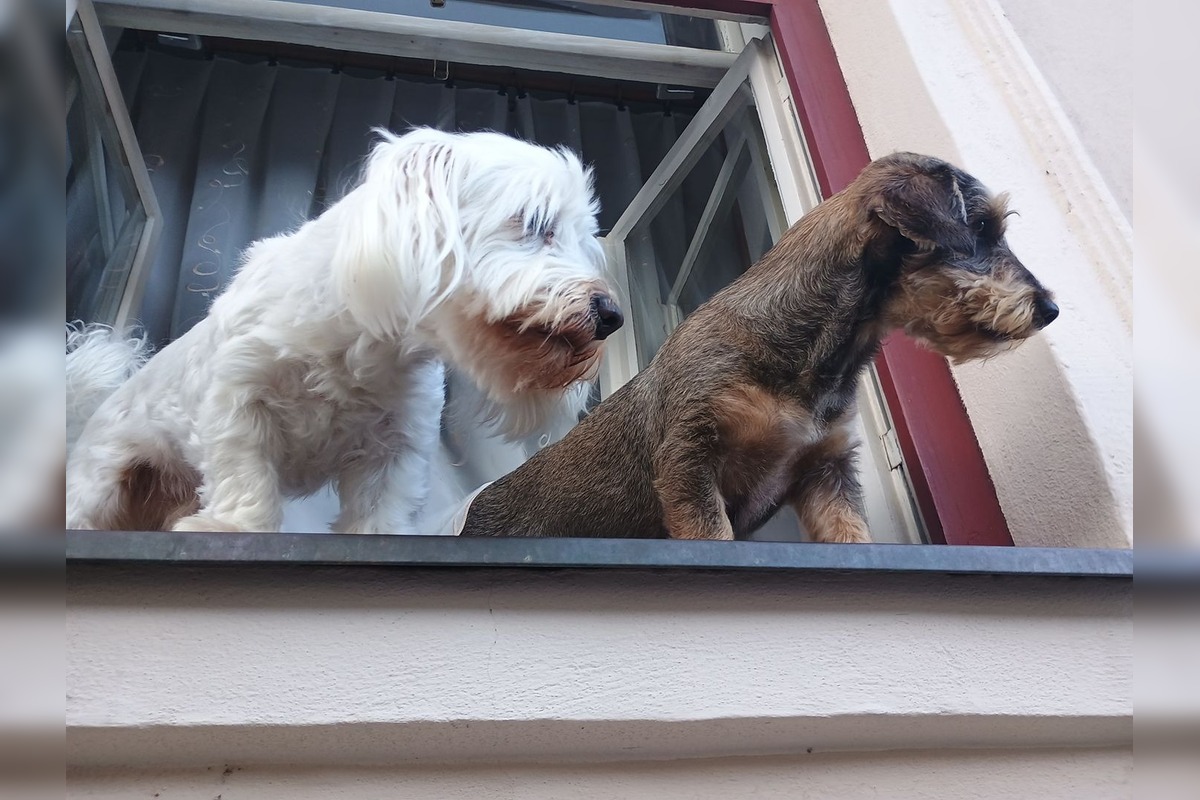 FOTO: Psíky v Štiavnici sledujú dianie a tešia okoloidúcich, foto 1