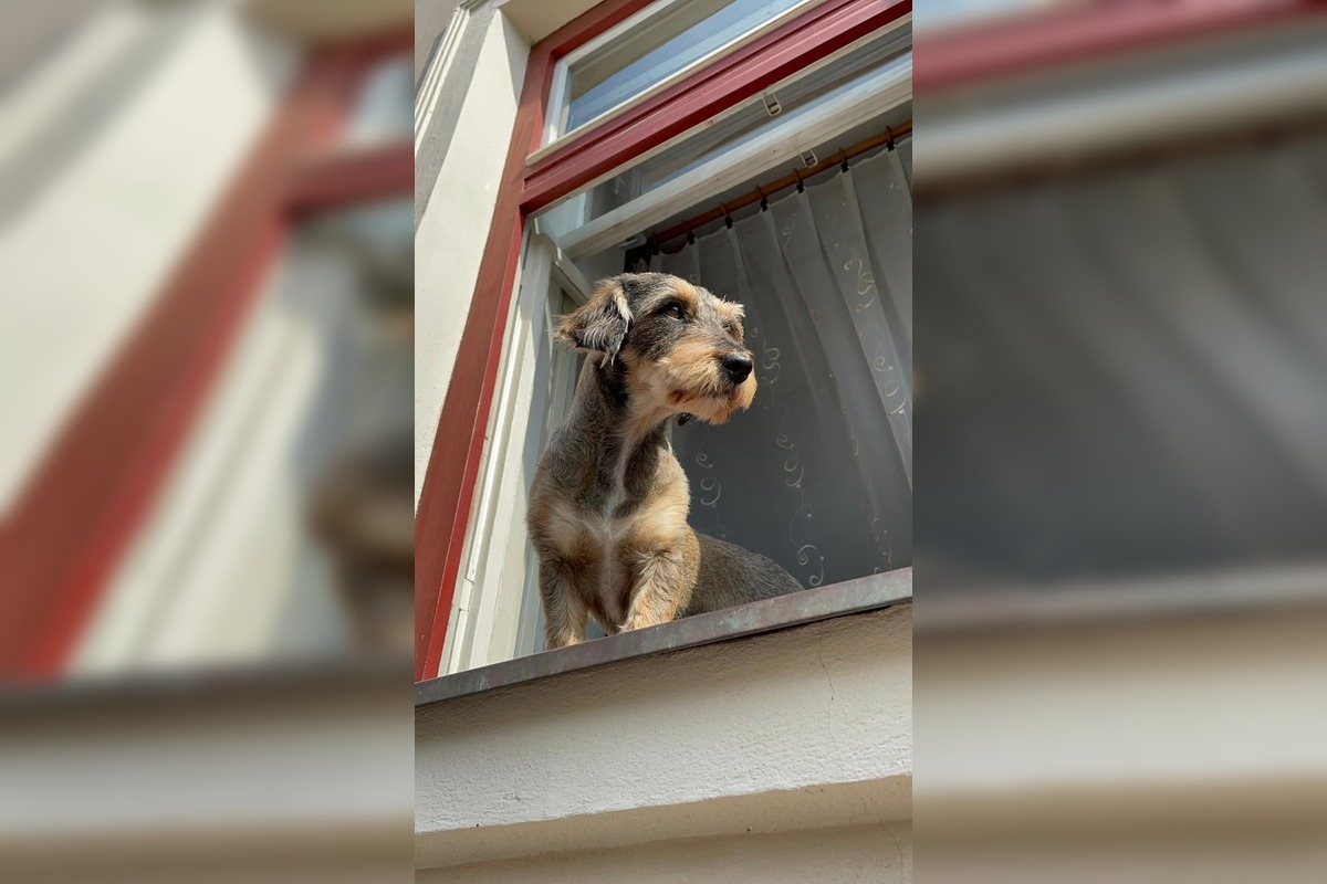 FOTO: Psíky v Štiavnici sledujú dianie a tešia okoloidúcich, foto 2