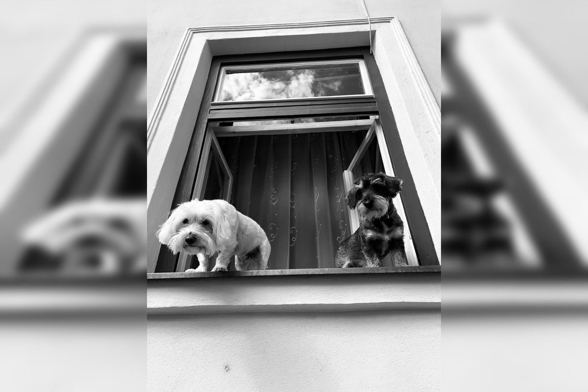 FOTO: Psíky v Štiavnici sledujú dianie a tešia okoloidúcich, foto 3