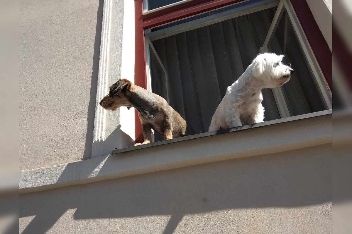 FOTO: Psíky v Štiavnici sledujú dianie a tešia okoloidúcich, foto 4