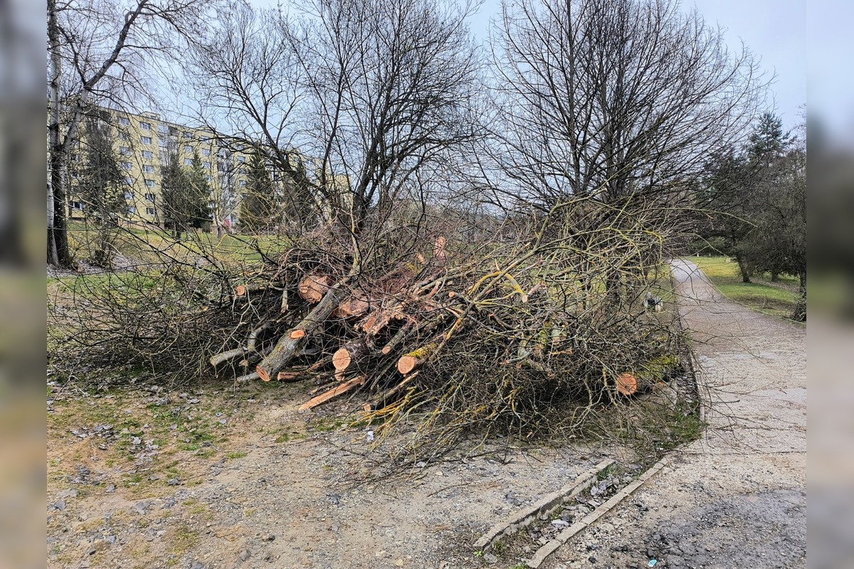 FOTO: Kmene stromov zaberajú parkovacie miesta, foto 5