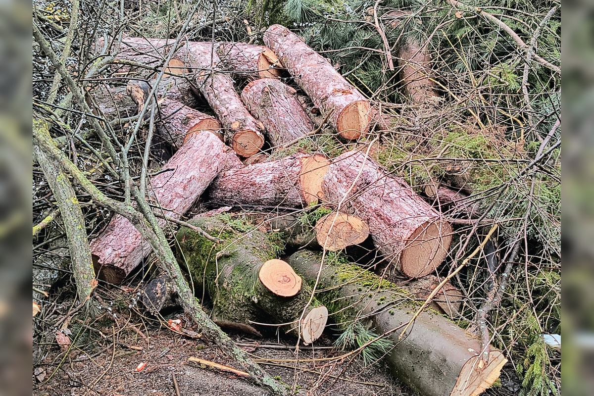 FOTO: Kmene stromov zaberajú parkovacie miesta, foto 6