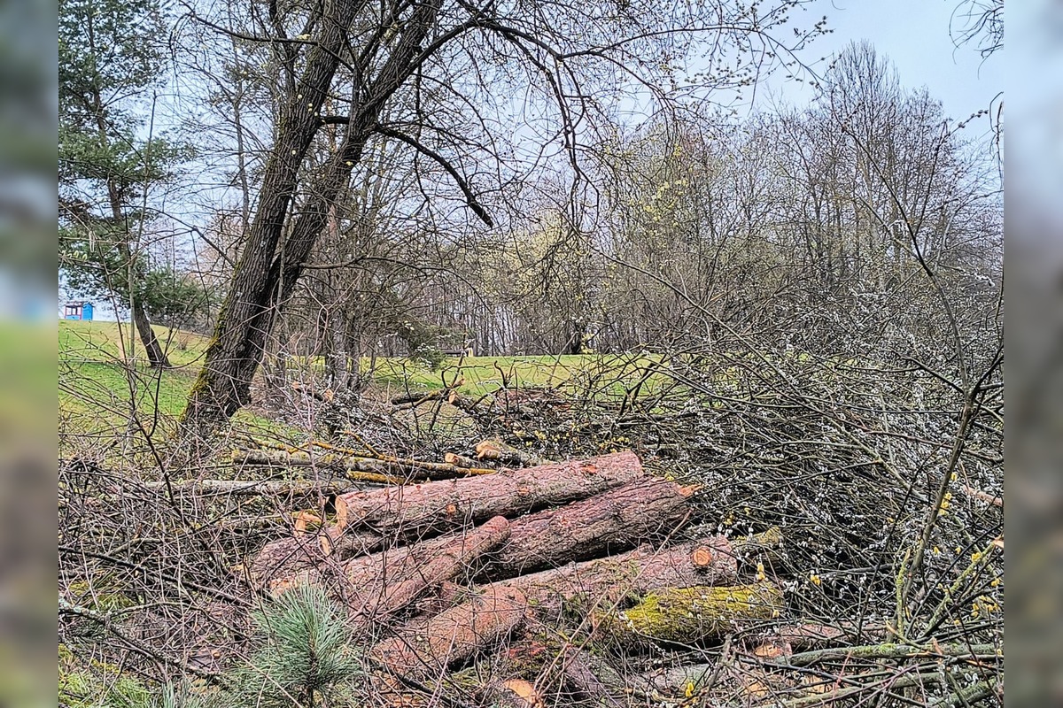 FOTO: Kmene stromov zaberajú parkovacie miesta, foto 7