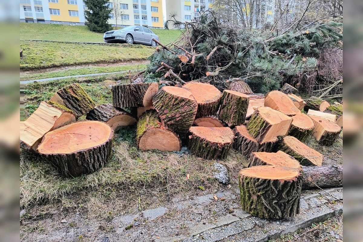 FOTO: Kmene stromov zaberajú parkovacie miesta, foto 8