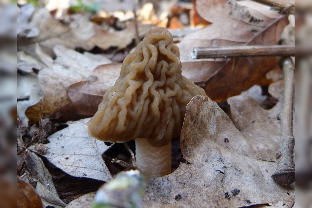 FOTO: Úlovky hubárov z Banskobystrického kraja, foto 1