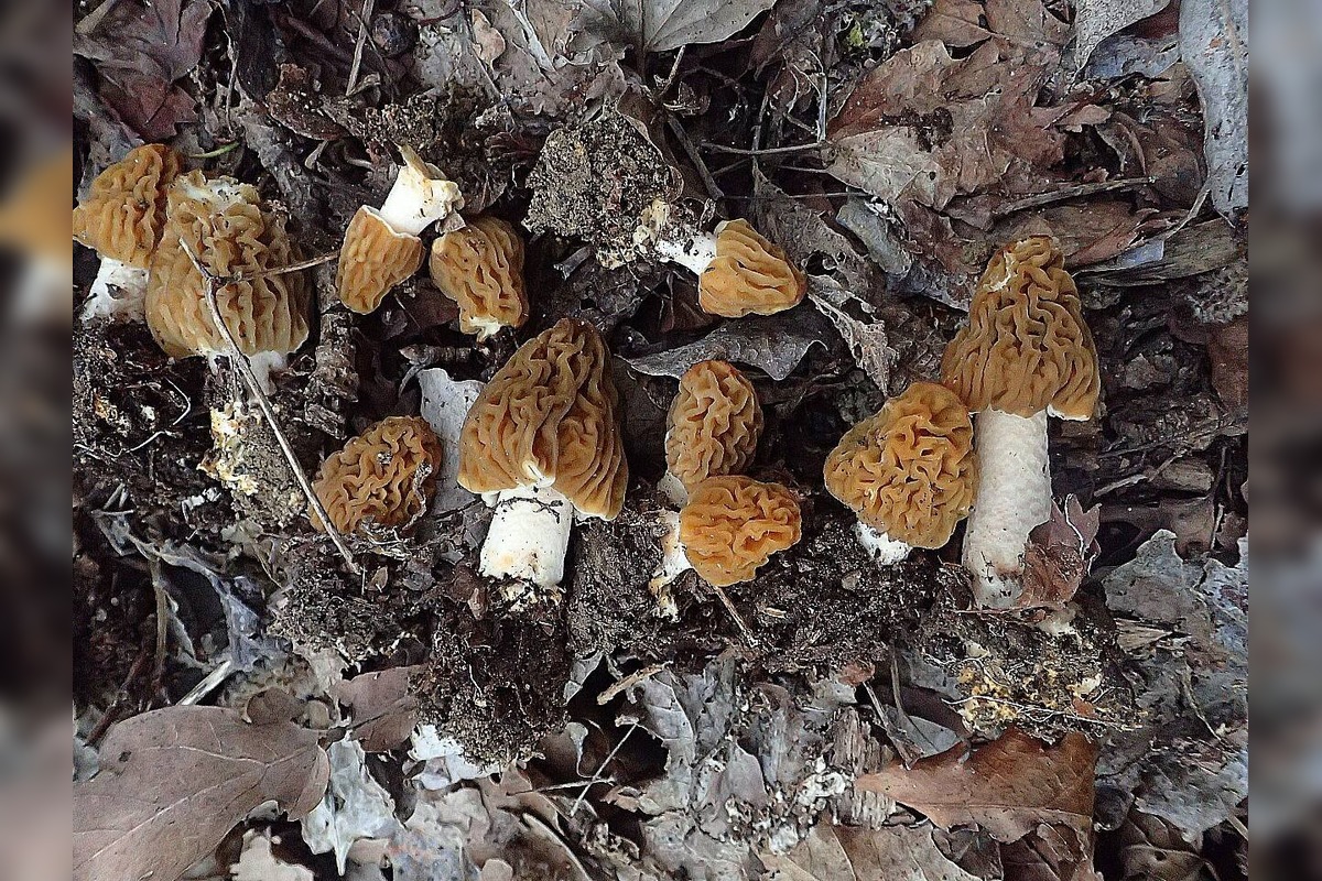 FOTO: Úlovky hubárov z Banskobystrického kraja, foto 2