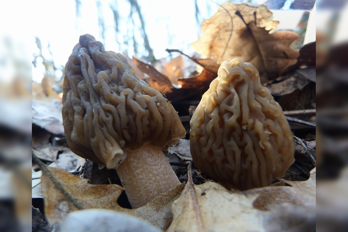 FOTO: Úlovky hubárov z Banskobystrického kraja, foto 3