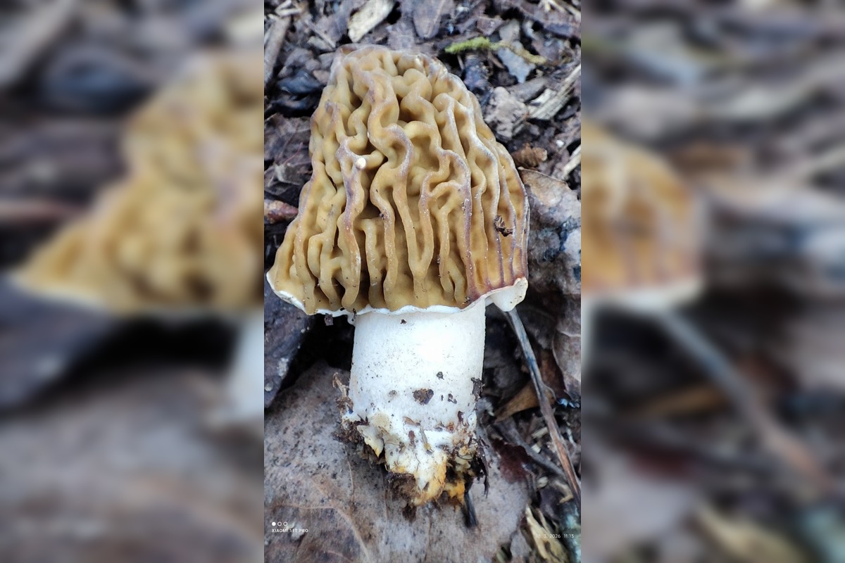 FOTO: Úlovky hubárov z Banskobystrického kraja, foto 4