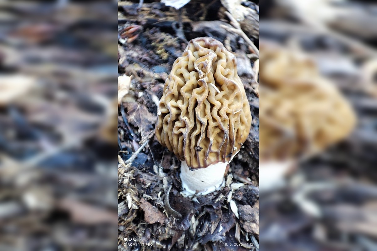 FOTO: Úlovky hubárov z Banskobystrického kraja, foto 5