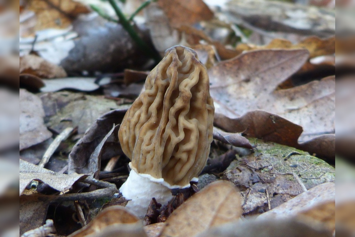 FOTO: Úlovky hubárov z Banskobystrického kraja, foto 6