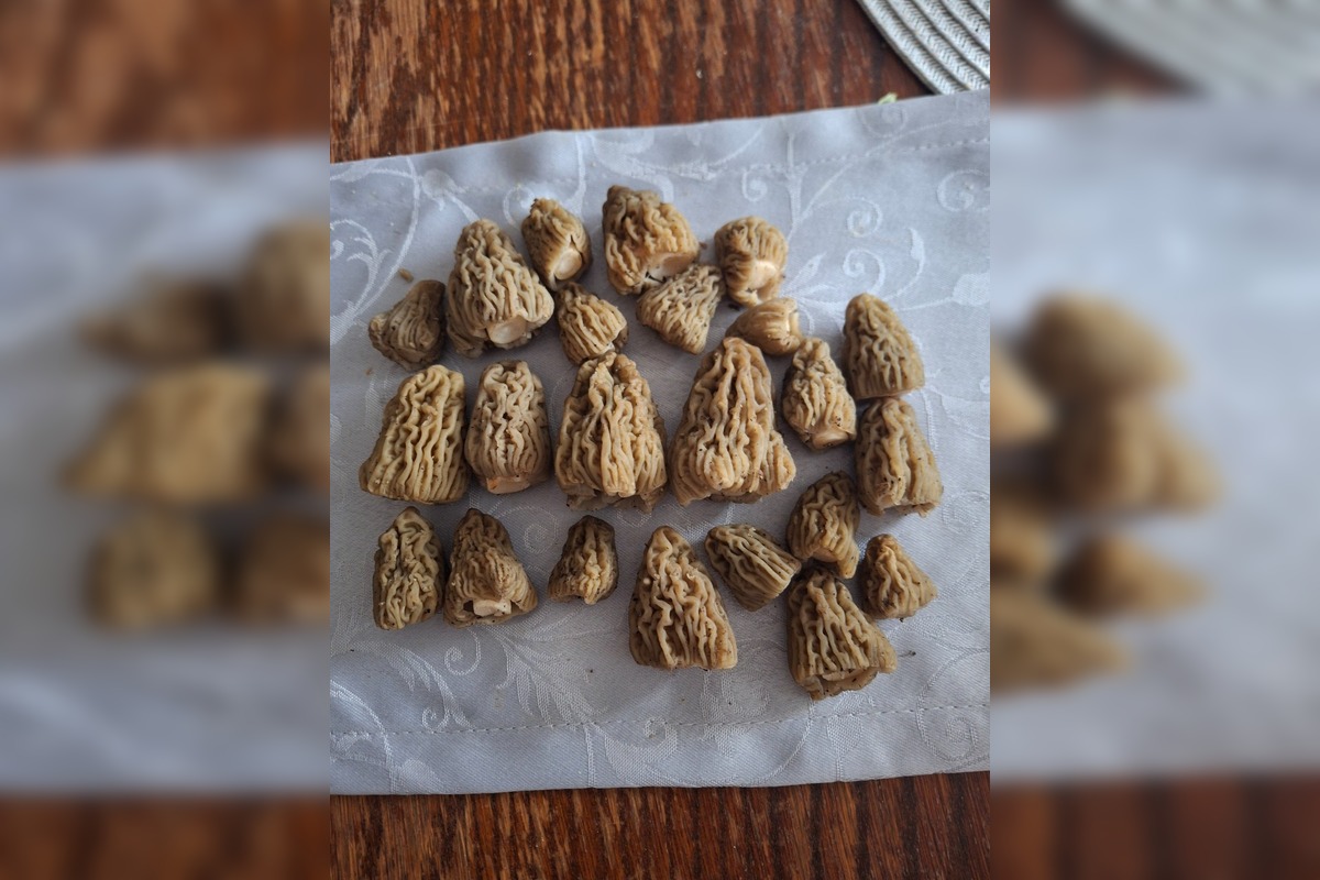 FOTO: Úlovky hubárov z Banskobystrického kraja, foto 7